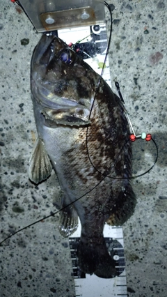 クロソイの釣果
