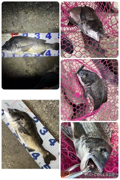 チヌの釣果