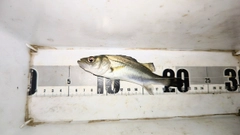 セイゴ（マルスズキ）の釣果