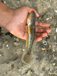 ハゼの釣果