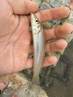 キスの釣果