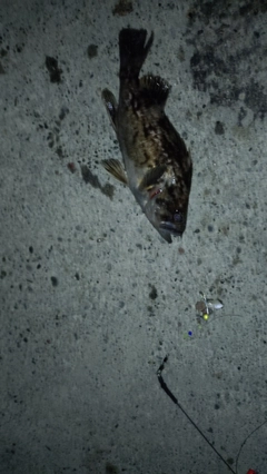 クロソイの釣果