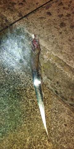 タチウオの釣果