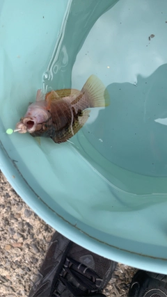 ホシササノハベラの釣果