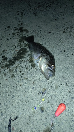 クロソイの釣果