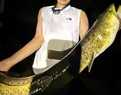 オオウナギの釣果