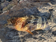 ヤイトハタの釣果