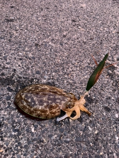 コウイカの釣果