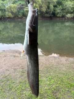 ナマズの釣果
