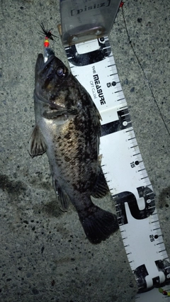 クロソイの釣果