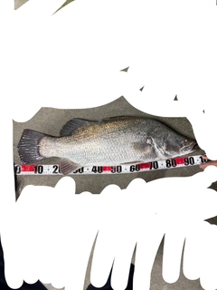 アカメの釣果