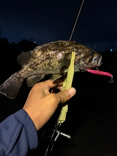 クロソイの釣果