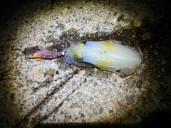 アオリイカの釣果