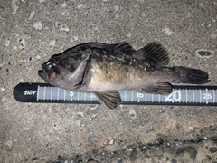 クロソイの釣果