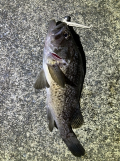 クロソイの釣果