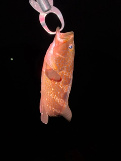 キジハタの釣果