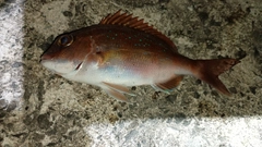 チャリコの釣果