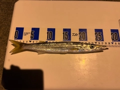 カマスの釣果