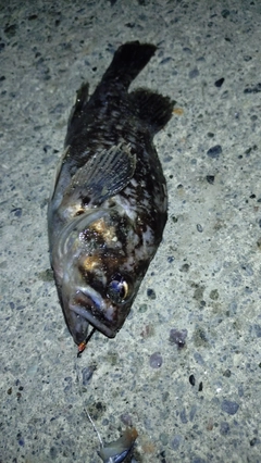 クロソイの釣果