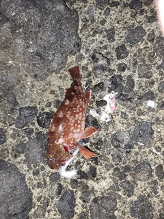 カサゴの釣果
