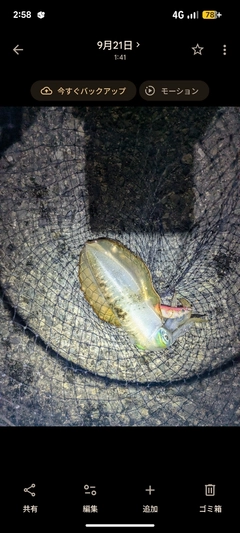 アオリイカの釣果