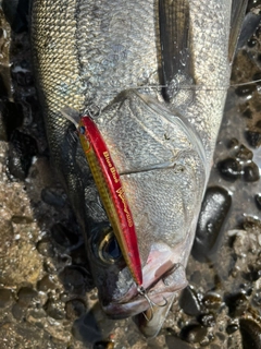 ヒラスズキの釣果