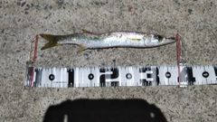 カマスの釣果