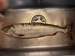 サケの釣果