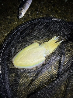 カミナリイカの釣果