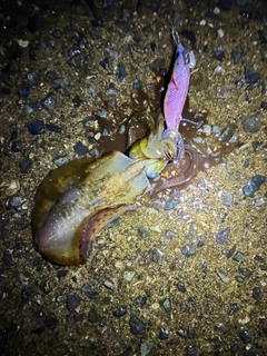 アオリイカの釣果