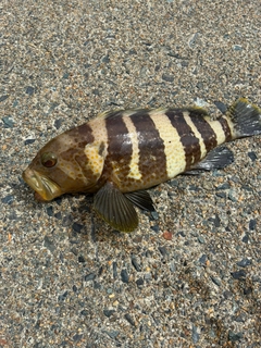 アオハタの釣果