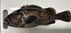 ソイの釣果