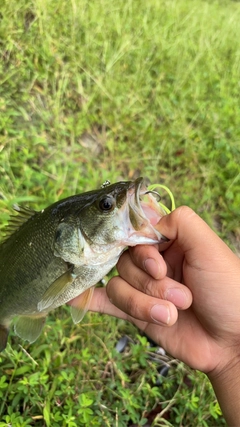 ラージマウスバスの釣果