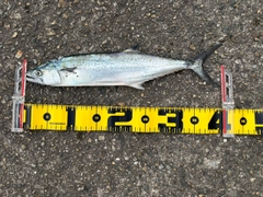 サゴシの釣果