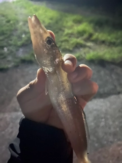 キスの釣果