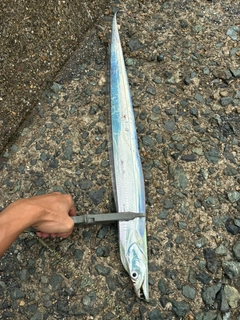 タチウオの釣果