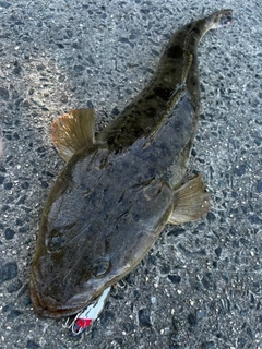 マゴチの釣果