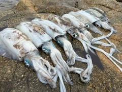 アオリイカの釣果