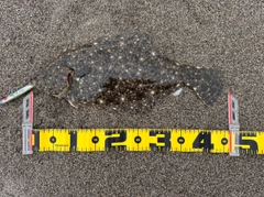 ヒラメの釣果