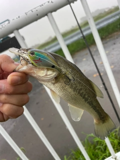 ラージマウスバスの釣果