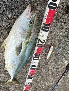 ワラサの釣果