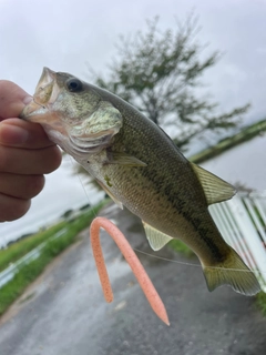 ラージマウスバスの釣果