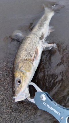 ウグイの釣果