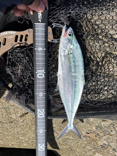 イケカツオの釣果