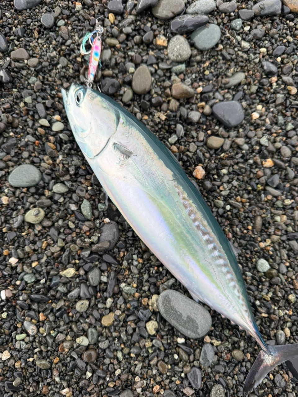 チェ🎣さんの2026年09月21日(月)の釣行(静岡県 - 駿河湾