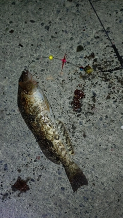 アイナメの釣果