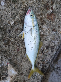 イナダの釣果