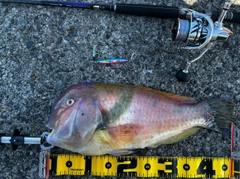 イラの釣果