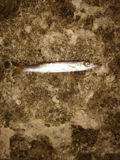 カマスの釣果