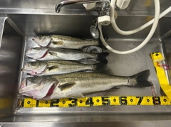 スズキの釣果